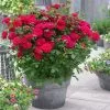 Fast Growing Trees Roses Bulletproof® Rose