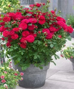 Fast Growing Trees Roses Bulletproof® Rose