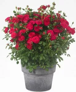 Fast Growing Trees Roses Bulletproof® Rose