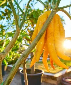 Fast Growing Trees Buddha's Hand Citron Tree 10 Fast Growing Trees Buddha's Hand Citron Tree