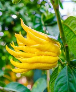 Fast Growing Trees Buddha's Hand Citron Tree