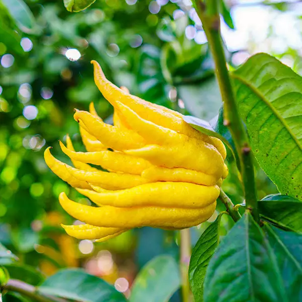 Fast Growing Trees Buddha's Hand Citron Tree 3 Fast Growing Trees Buddha's Hand Citron Tree