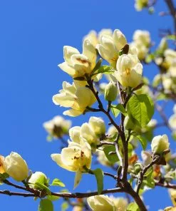 Fast Growing Trees Magnolia Trees Magnolia 'Butterflies' Tree