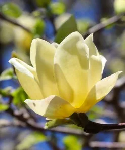 Fast Growing Trees Magnolia Trees Magnolia 'Butterflies' Tree