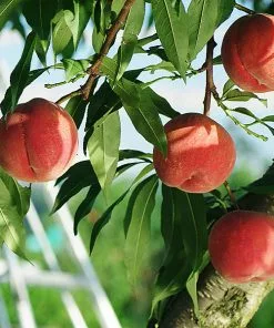 Fast Growing Trees Babcock Peach Tree Peach Trees