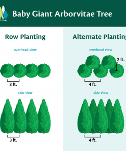 Fast Growing Trees Baby Giant Arborvitae Tree Arborvitae Trees 10 Fast Growing Trees Baby Giant Arborvitae Tree Arborvitae Trees