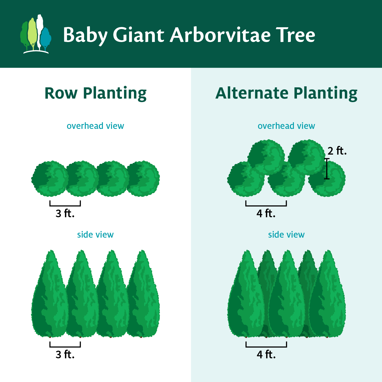 Fast Growing Trees Baby Giant Arborvitae Tree Arborvitae Trees 6 Fast Growing Trees Baby Giant Arborvitae Tree Arborvitae Trees
