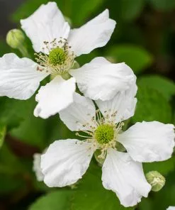 Fast Growing Trees Bushel And Berry® Baby Cakes Blackberry® 10 Fast Growing Trees Bushel And Berry® Baby Cakes Blackberry®