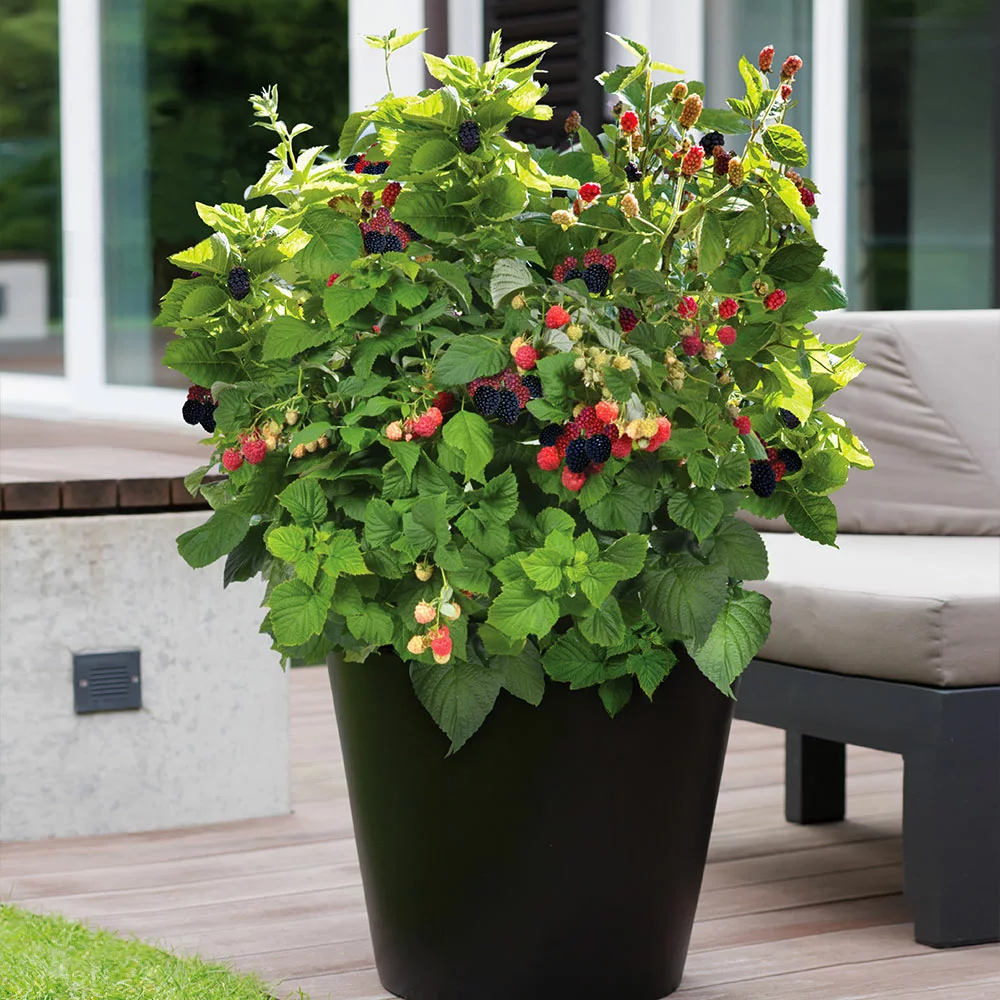 Fast Growing Trees Bushel And Berry® Baby Cakes Blackberry® 4 Fast Growing Trees Bushel And Berry® Baby Cakes Blackberry®