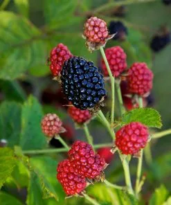 Fast Growing Trees Bushel And Berry® Baby Cakes Blackberry® 9 Fast Growing Trees Bushel And Berry® Baby Cakes Blackberry®
