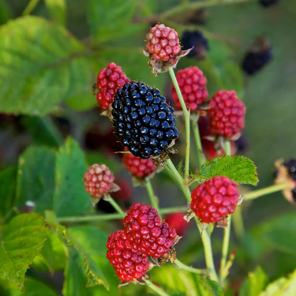 Fast Growing Trees Bushel And Berry® Baby Cakes Blackberry® 5 Fast Growing Trees Bushel And Berry® Baby Cakes Blackberry®