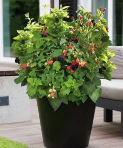 Fast Growing Trees Bushel And Berry® Baby Cakes Blackberry®