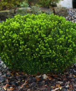 Fast Growing Trees Baby Gem™ Boxwood Shrub 13 Fast Growing Trees Baby Gem™ Boxwood Shrub