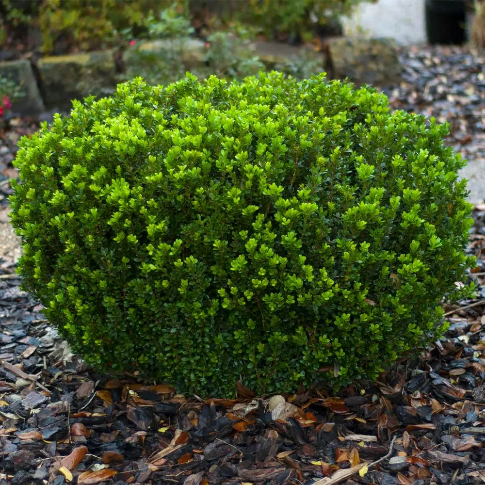 Fast Growing Trees Baby Gem™ Boxwood Shrub 8 Fast Growing Trees Baby Gem™ Boxwood Shrub
