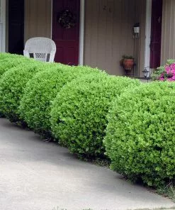 Fast Growing Trees Baby Gem™ Boxwood Shrub 11 Fast Growing Trees Baby Gem™ Boxwood Shrub