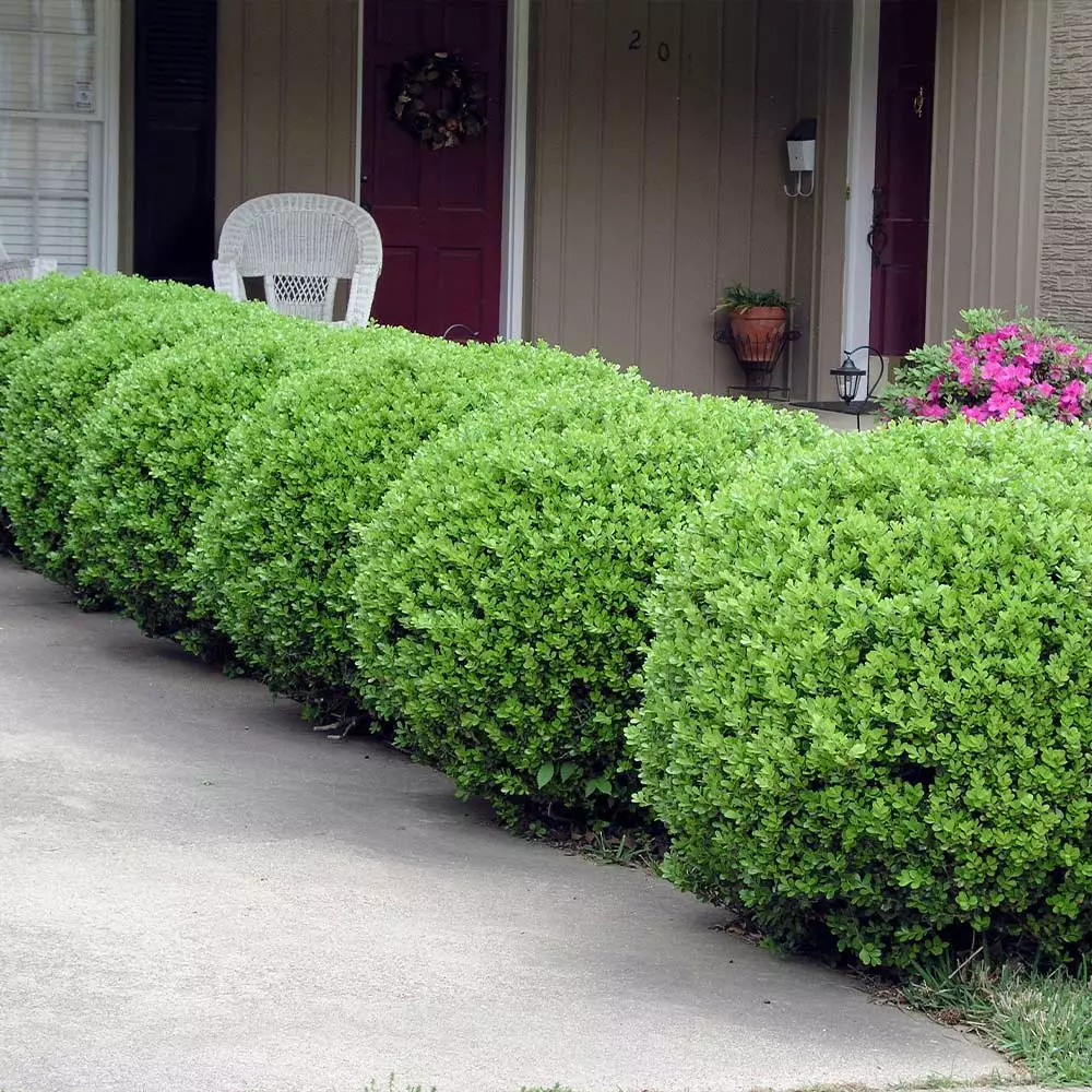 Fast Growing Trees Baby Gem™ Boxwood Shrub 6 Fast Growing Trees Baby Gem™ Boxwood Shrub