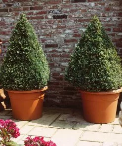 Fast Growing Trees Baby Gem™ Boxwood Shrub 12 Fast Growing Trees Baby Gem™ Boxwood Shrub