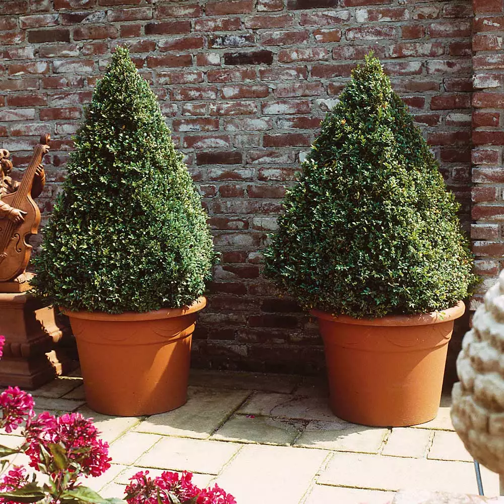 Fast Growing Trees Baby Gem™ Boxwood Shrub 7 Fast Growing Trees Baby Gem™ Boxwood Shrub