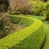Fast Growing Trees Baby Gem™ Boxwood Shrub 2 Fast Growing Trees Baby Gem™ Boxwood Shrub