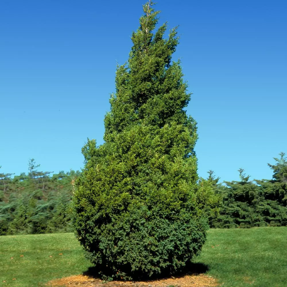 Fast Growing Trees Baby Giant Arborvitae Tree Arborvitae Trees 4 Fast Growing Trees Baby Giant Arborvitae Tree Arborvitae Trees