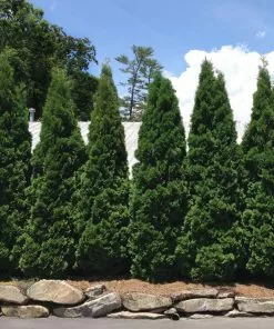 Fast Growing Trees Baby Giant Arborvitae Tree Arborvitae Trees 9 Fast Growing Trees Baby Giant Arborvitae Tree Arborvitae Trees
