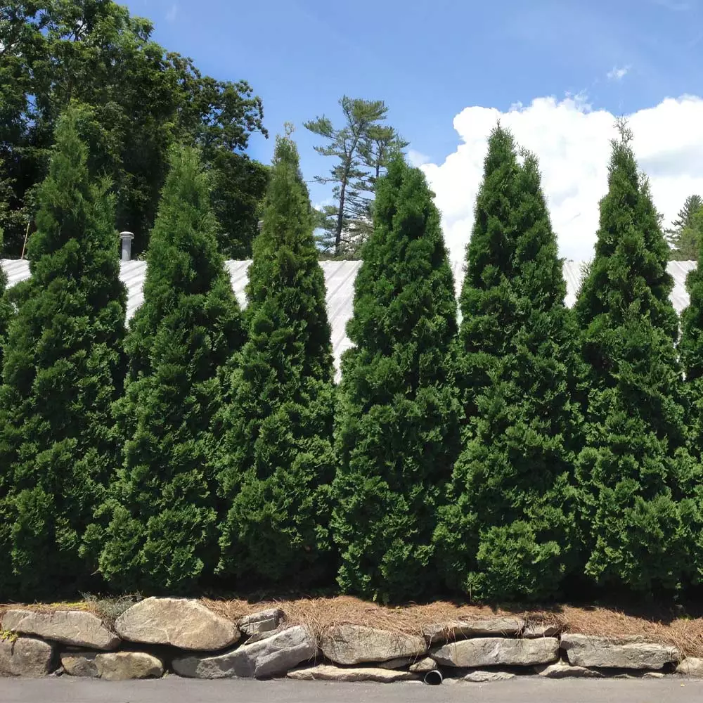 Fast Growing Trees Baby Giant Arborvitae Tree Arborvitae Trees 5 Fast Growing Trees Baby Giant Arborvitae Tree Arborvitae Trees
