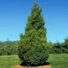Fast Growing Trees Baby Giant Arborvitae Tree Arborvitae Trees