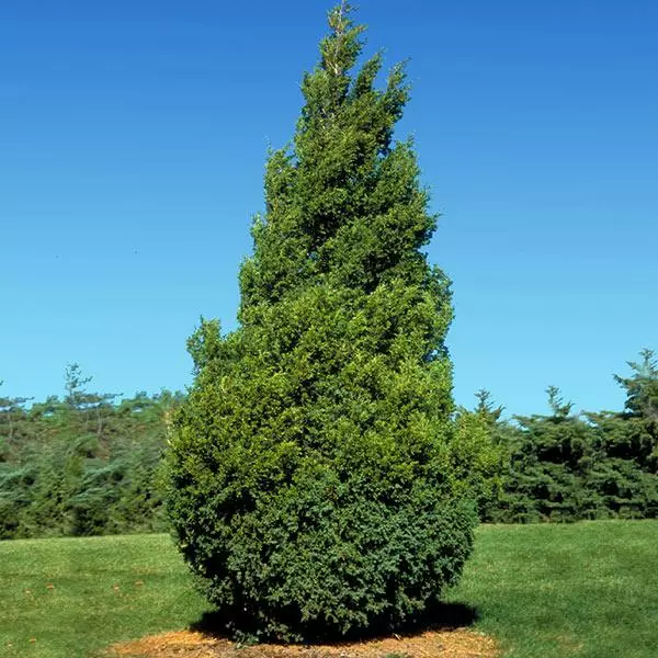 Fast Growing Trees Baby Giant Arborvitae Tree Arborvitae Trees 3 Fast Growing Trees Baby Giant Arborvitae Tree Arborvitae Trees