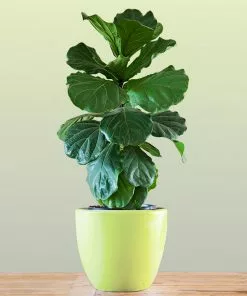 Fast Growing Trees Floor Plants Bambino Fiddle Leaf Fig 9 Fast Growing Trees Floor Plants Bambino Fiddle Leaf Fig