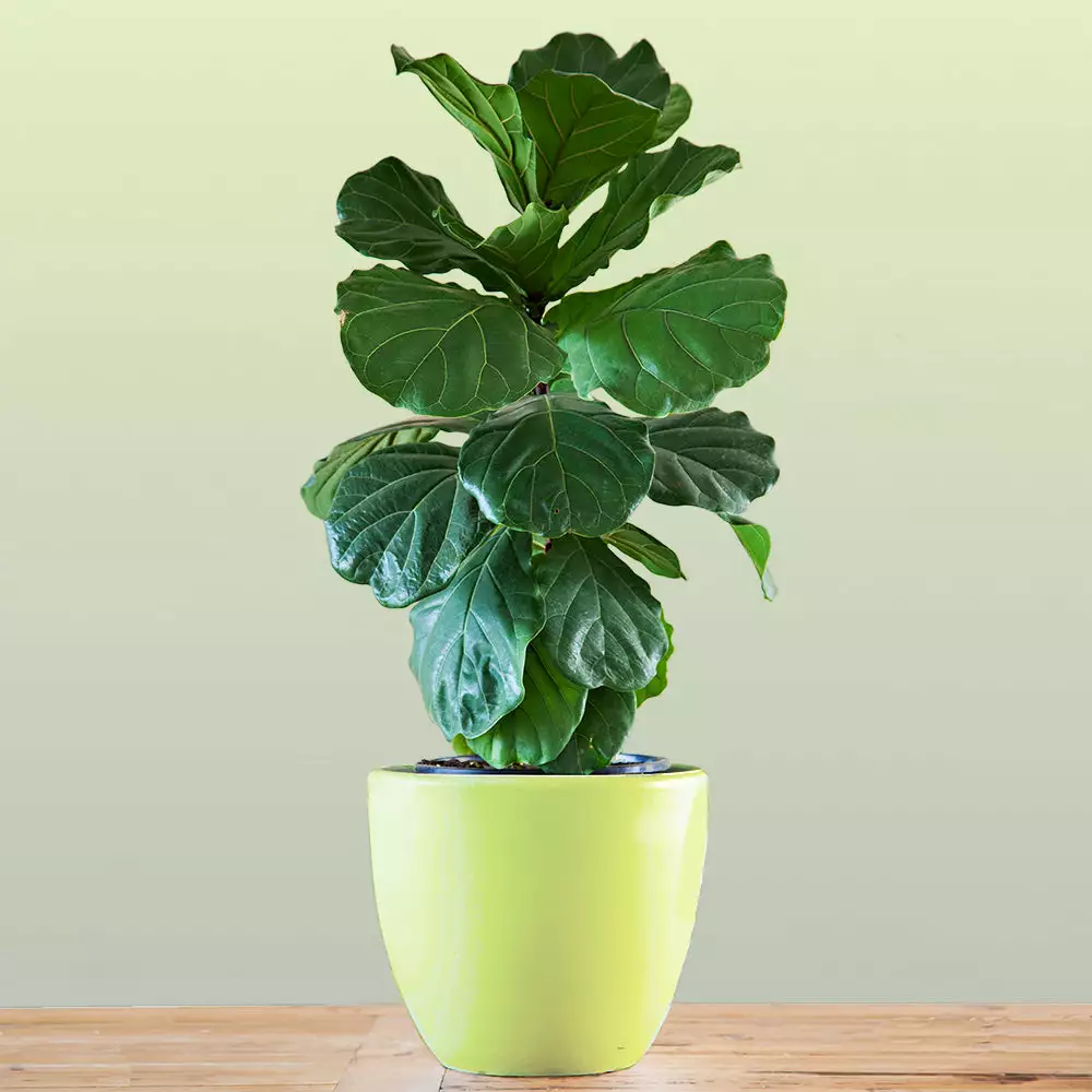 Fast Growing Trees Floor Plants Bambino Fiddle Leaf Fig 5 Fast Growing Trees Floor Plants Bambino Fiddle Leaf Fig