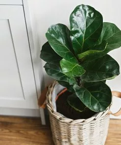 Fast Growing Trees Floor Plants Bambino Fiddle Leaf Fig 10 Fast Growing Trees Floor Plants Bambino Fiddle Leaf Fig