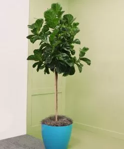 Fast Growing Trees Floor Plants Bambino Fiddle Leaf Fig 11 Fast Growing Trees Floor Plants Bambino Fiddle Leaf Fig