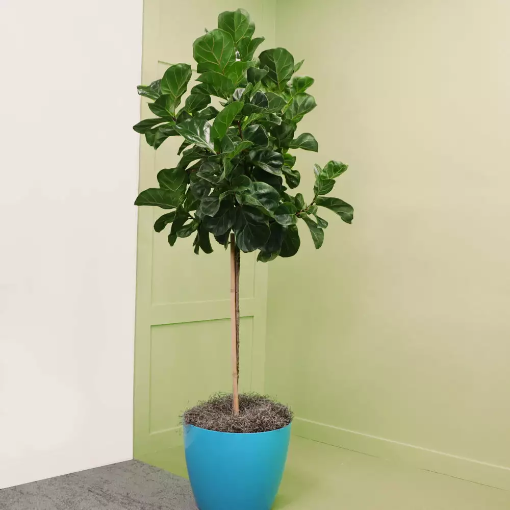 Fast Growing Trees Floor Plants Bambino Fiddle Leaf Fig 7 Fast Growing Trees Floor Plants Bambino Fiddle Leaf Fig