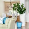 Fast Growing Trees Floor Plants Bambino Fiddle Leaf Fig 2 Fast Growing Trees Floor Plants Bambino Fiddle Leaf Fig