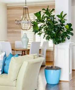 Fast Growing Trees Floor Plants Bambino Fiddle Leaf Fig
