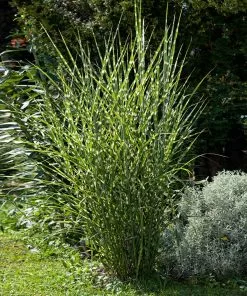 Fast Growing Trees Ornamental Grasses Miscanthus Bandwidth (Chinese Silver Grass) 8 Fast Growing Trees Ornamental Grasses Miscanthus Bandwidth (Chinese Silver Grass)