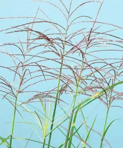 Fast Growing Trees Ornamental Grasses Miscanthus Bandwidth (Chinese Silver Grass) 9 Fast Growing Trees Ornamental Grasses Miscanthus Bandwidth (Chinese Silver Grass)