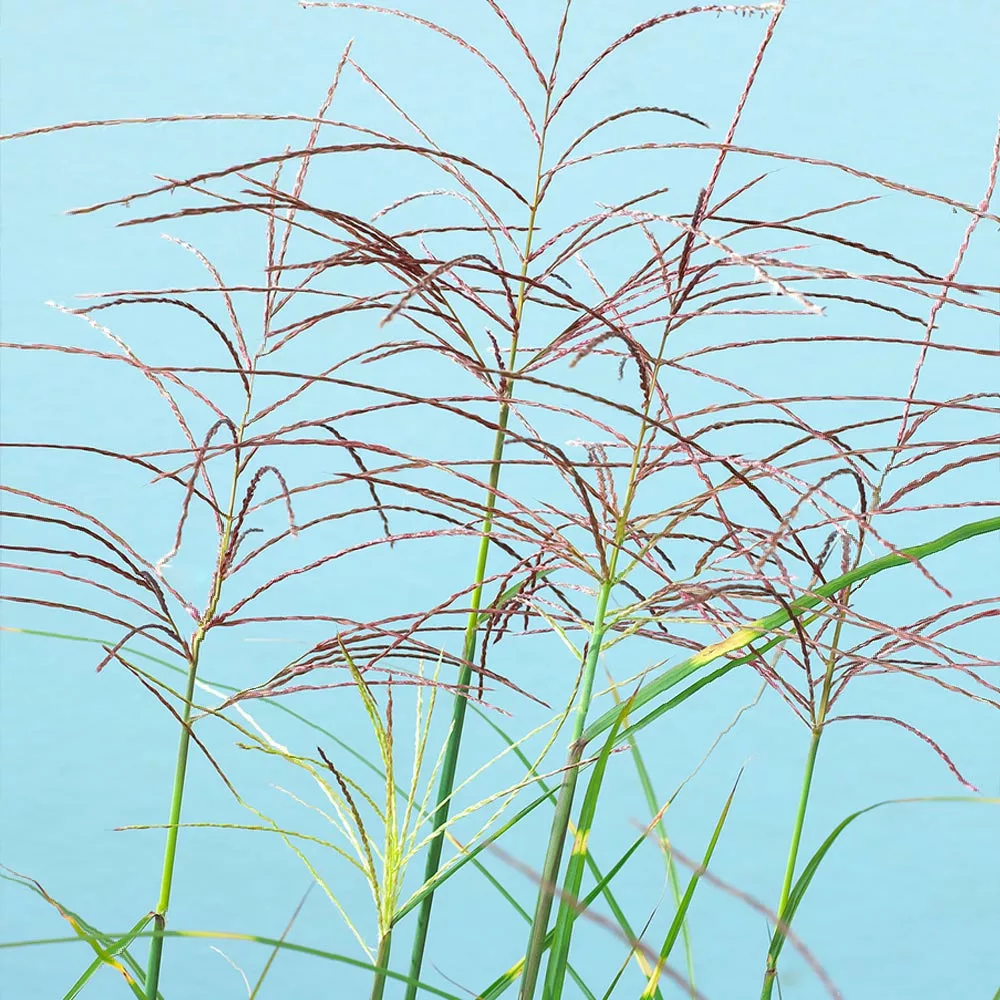 Fast Growing Trees Ornamental Grasses Miscanthus Bandwidth (Chinese Silver Grass) 6 Fast Growing Trees Ornamental Grasses Miscanthus Bandwidth (Chinese Silver Grass)