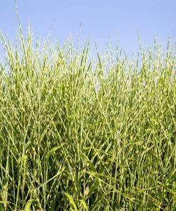 Fast Growing Trees Ornamental Grasses Miscanthus Bandwidth (Chinese Silver Grass) 7 Fast Growing Trees Ornamental Grasses Miscanthus Bandwidth (Chinese Silver Grass)