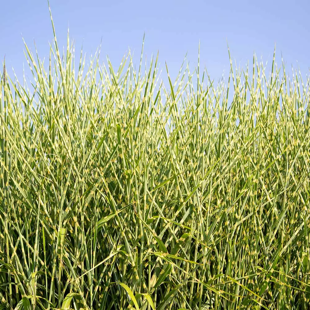 Fast Growing Trees Ornamental Grasses Miscanthus Bandwidth (Chinese Silver Grass) 4 Fast Growing Trees Ornamental Grasses Miscanthus Bandwidth (Chinese Silver Grass)