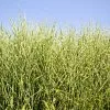 Fast Growing Trees Ornamental Grasses Miscanthus Bandwidth (Chinese Silver Grass) 1 Fast Growing Trees Ornamental Grasses Miscanthus Bandwidth (Chinese Silver Grass)