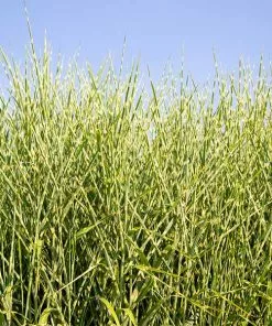 Fast Growing Trees Ornamental Grasses Miscanthus Bandwidth (Chinese Silver Grass)