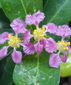 Fast Growing Trees Cherry Trees Barbados 'Acerola' Cherry 11 Fast Growing Trees Cherry Trees Barbados 'Acerola' Cherry