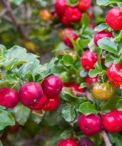 Fast Growing Trees Cherry Trees Barbados 'Acerola' Cherry 9 Fast Growing Trees Cherry Trees Barbados 'Acerola' Cherry