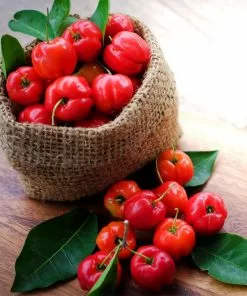 Fast Growing Trees Cherry Trees Barbados 'Acerola' Cherry 10 Fast Growing Trees Cherry Trees Barbados 'Acerola' Cherry