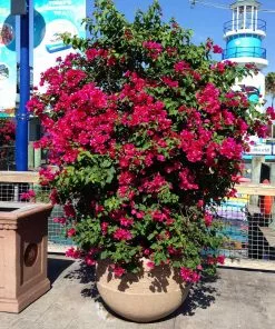 Fast Growing Trees Barbara Karst Bougainvillea 19 Fast Growing Trees Barbara Karst Bougainvillea