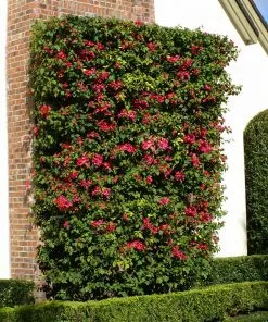 Fast Growing Trees Barbara Karst Bougainvillea 18 Fast Growing Trees Barbara Karst Bougainvillea