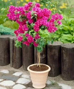 Fast Growing Trees Barbara Karst Bougainvillea 16 Fast Growing Trees Barbara Karst Bougainvillea