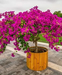 Fast Growing Trees Barbara Karst Bougainvillea 20 Fast Growing Trees Barbara Karst Bougainvillea