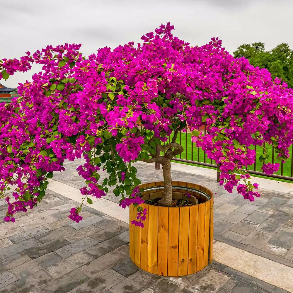 Fast Growing Trees Barbara Karst Bougainvillea 10 Fast Growing Trees Barbara Karst Bougainvillea